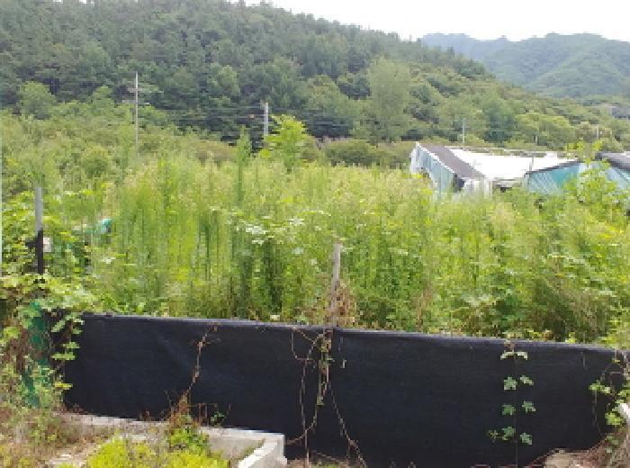 충청남도 금산군 금산읍 양지리 246-1 답 경매 사진 35