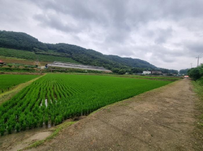 세종특별자치시 장군면 송학리 580-4 답 경매 사진 3
