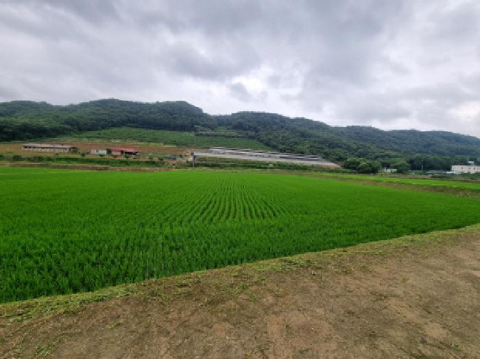 세종특별자치시 장군면 송학리 580-4 답 경매 사진 5