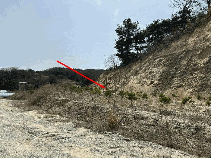 충청남도 금산군 금성면 도곡리 307-4 임야 경매 사진 11