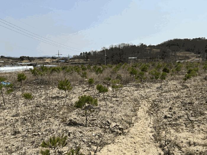 충청남도 금산군 금성면 도곡리 307-4 임야 경매 사진 21