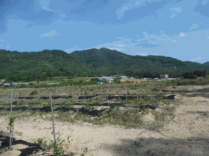 충청북도 청주시 상당구 가덕면 수곡리 산52-5 임야 경매 사진 2
