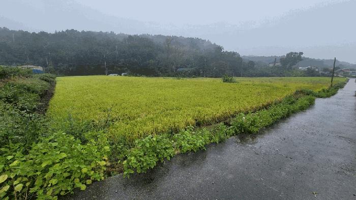 충청북도 보은군 답