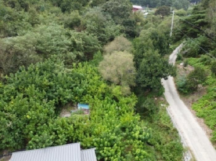 충청북도 보은군 탄부면 벽지리 787 답 경매 사진 7