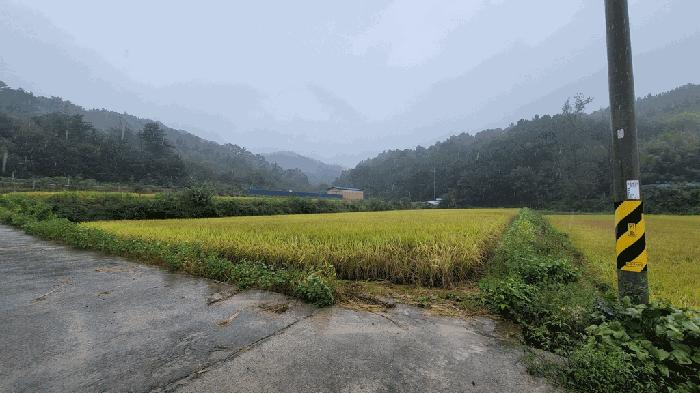 충청북도 보은군 탄부면 벽지리 299 답 경매 사진 10