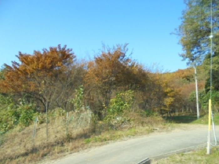 충청북도 청주시 상당구 남일면 송암리 65 전 경매 사진 3