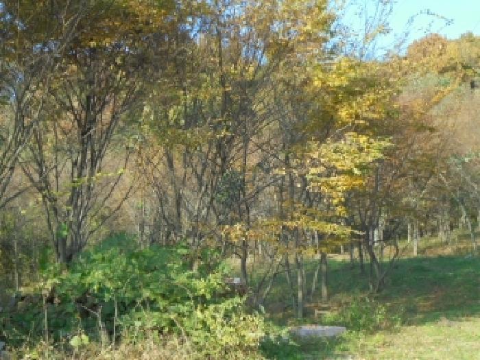 충청북도 청주시 상당구 남일면 송암리 65 전 경매 사진 4