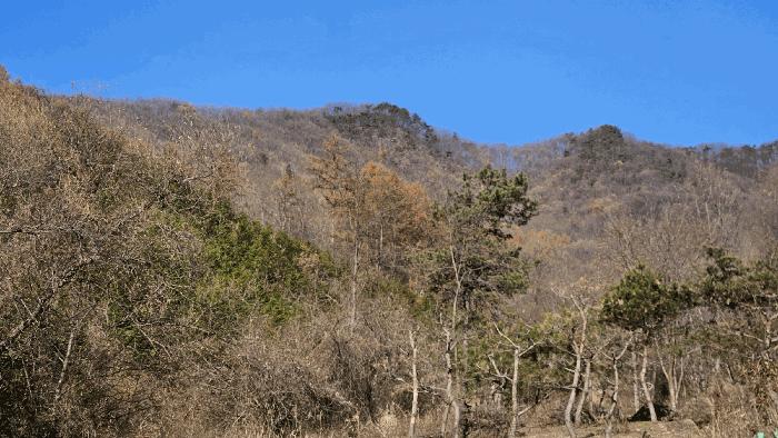 충청북도 보은군 보은읍 노티리 산50 임야 경매 사진 2