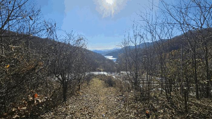 충청북도 보은군 보은읍 노티리 산50 임야 경매 사진 3