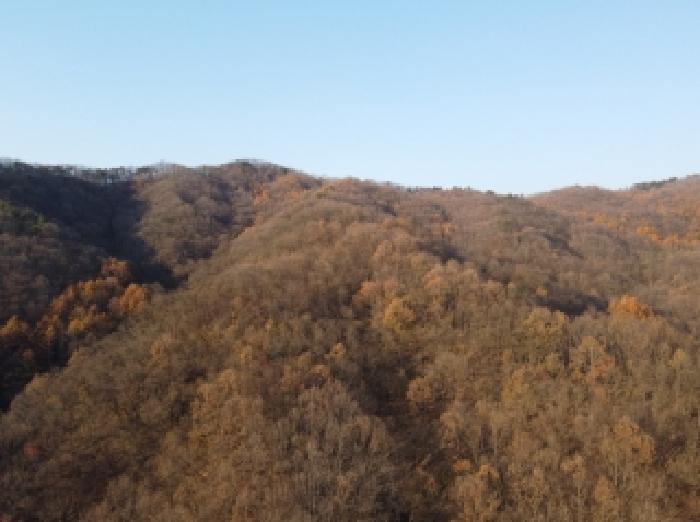 충청북도 보은군 보은읍 노티리 산50 임야 경매 사진 4