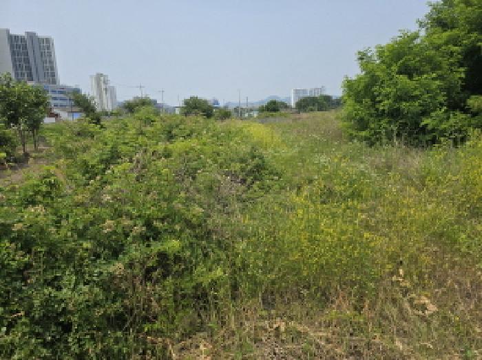 경상북도 영천시 완산동 726 과수원 경매 사진 4
