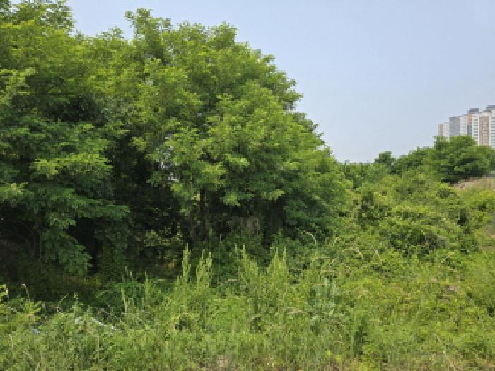 경상북도 영천시 완산동 726 과수원 경매 사진 5