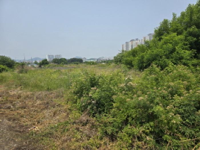 경상북도 영천시 완산동 726 과수원 경매 사진 6