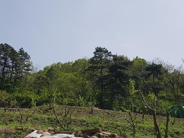 대구광역시 군위군 효령면 병수리 산72-1 임야 경매 사진 11