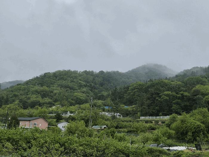 대구광역시 군위군 효령면 병수리 산72-1 임야 경매 사진 3