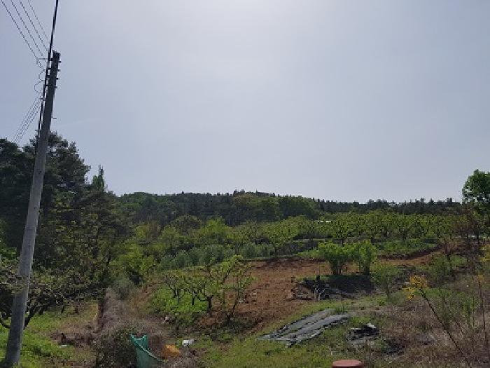 대구광역시 군위군 효령면 병수리 산72-1 임야 경매 사진 5