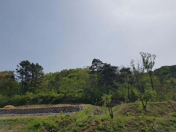대구광역시 군위군 효령면 병수리 산72-1 임야 경매 사진 7