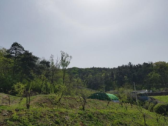 대구광역시 군위군 효령면 병수리 산72-1 임야 경매 사진 8