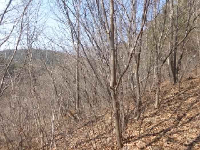 충청남도 태안군 이원면 포지리 425-2 임야 경매 사진 19