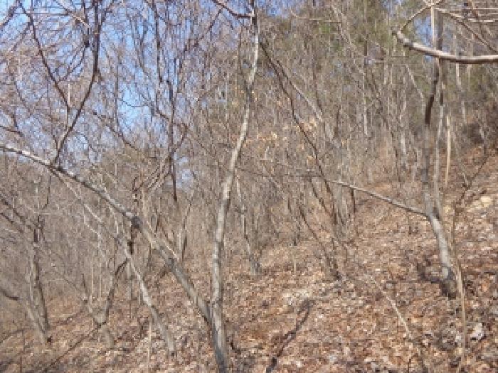 충청남도 태안군 이원면 포지리 425-2 임야 경매 사진 27