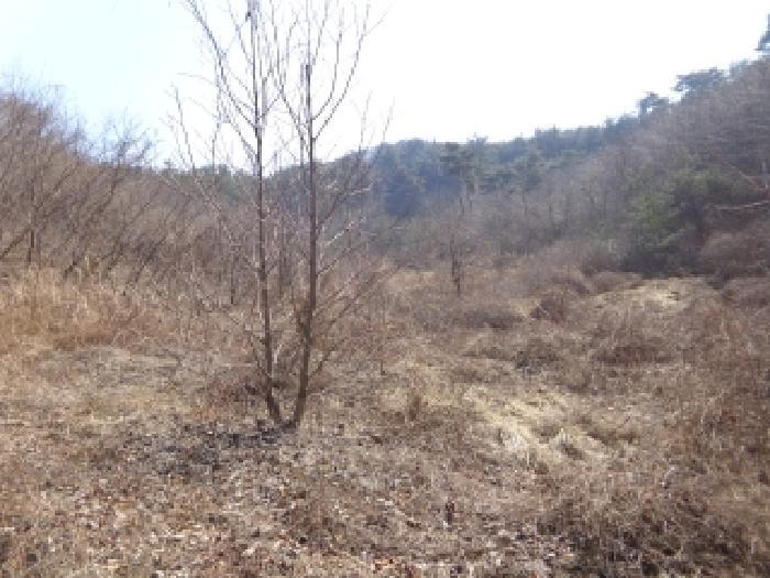 충청남도 태안군 이원면 포지리 425-2 임야 경매 사진 29