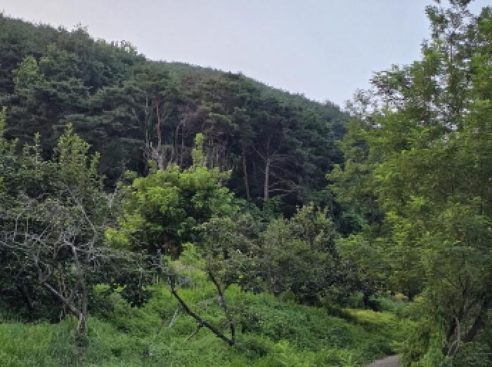 경상북도 청도군 청도읍 신도리 산160-1 임야 경매 사진 5