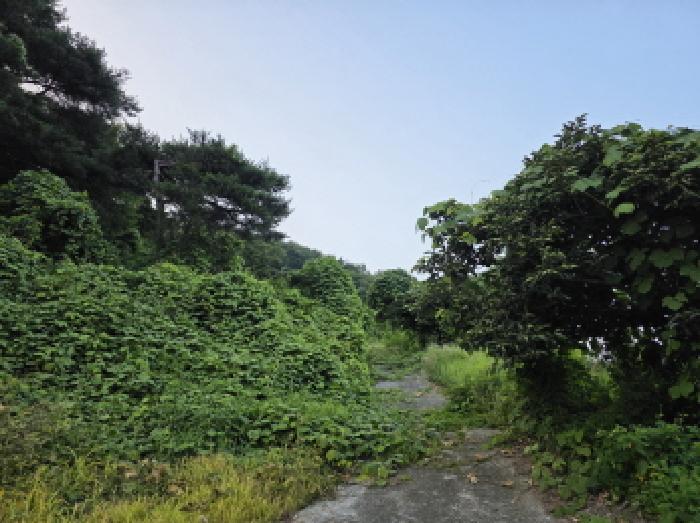 경상북도 청도군 청도읍 신도리 산160-1 임야 경매 사진 7