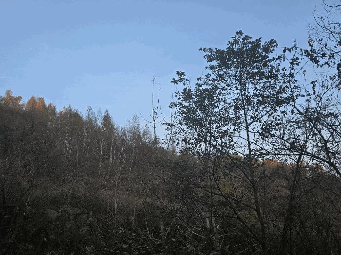 경상북도 고령군 개진면 오사리 산102-11 임야 경매 사진 7