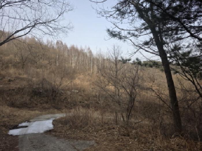 경상북도 고령군 개진면 직리 산49 임야 경매 사진 22