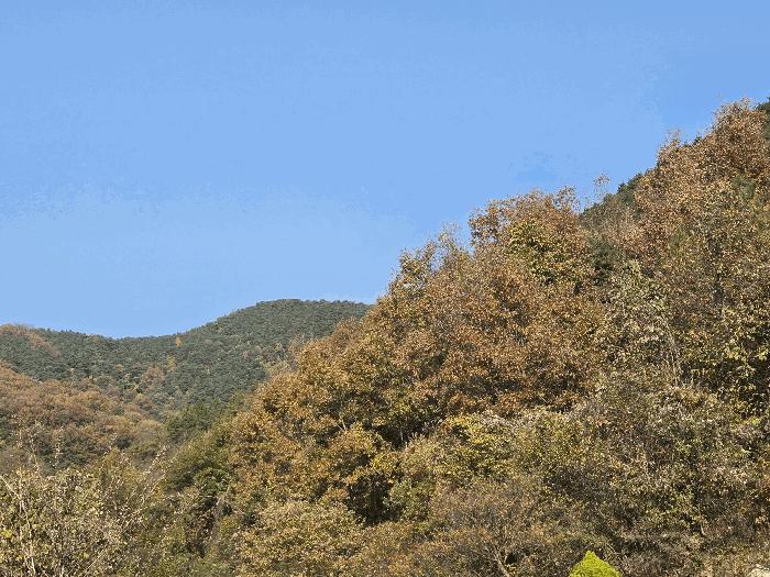 경상북도 고령군 개진면 직리 산49 임야 경매 사진 3