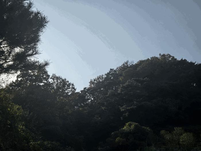 경상북도 고령군 쌍림면 용리 산137 임야 경매 사진 4