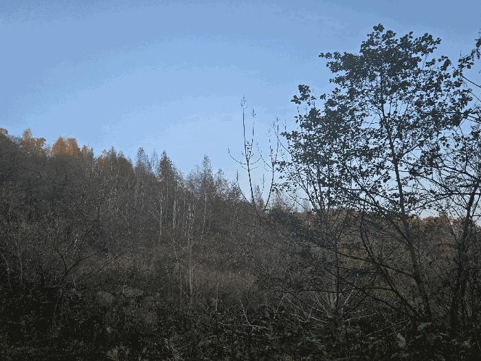 경상북도 성주군 가천면 동원리 671 전 경매 사진 13