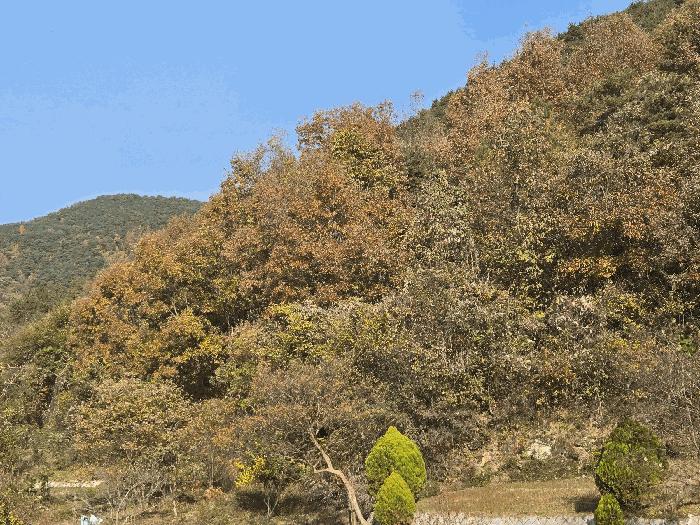 경상북도 성주군 가천면 동원리 671 전 경매 사진 9