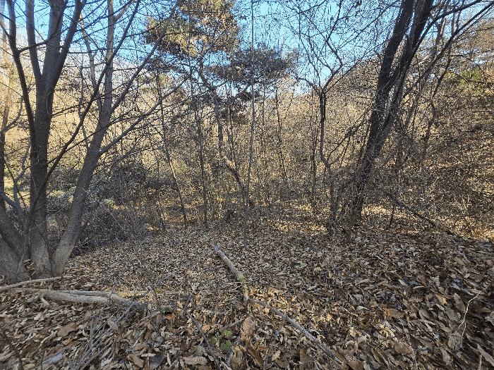경상북도 성주군 수륜면 성리 264-3 전 경매 사진 3