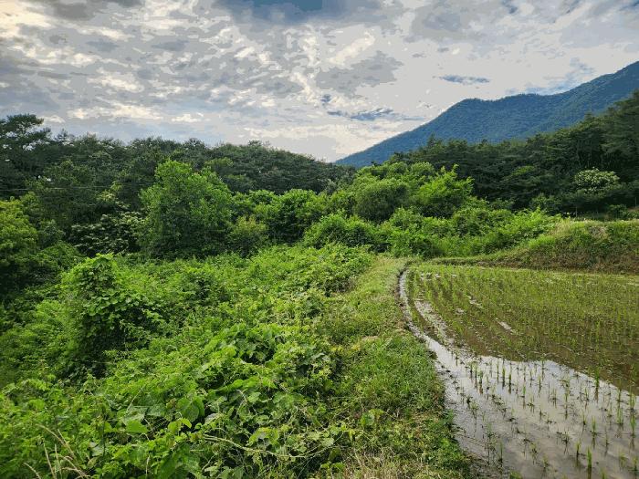 전라남도 담양군 대덕면 금산리 27 답 경매 사진 2