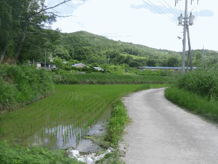 전라남도 곡성군 목사동면 공북리 627 답 경매 사진 5