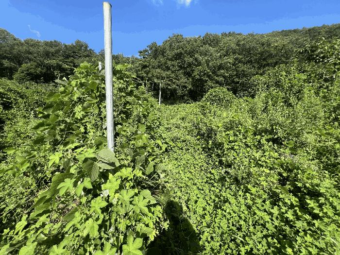 경상남도 함안군 대산면 옥렬리 1009-3 답 경매 사진 2