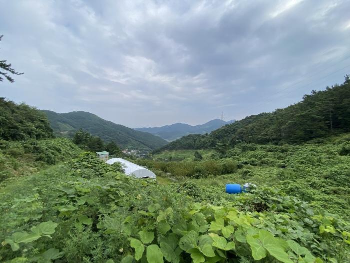 전라남도 나주시 봉황면 만봉리 산245-11 임야 경매 사진 4