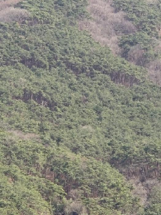 전라남도 장성군 장성읍 용곡리 산63 임야 경매 사진 6