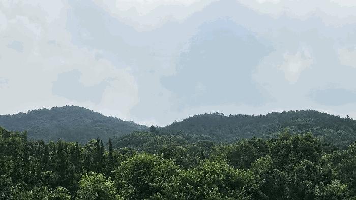 전라남도 화순군 도암면 대초리 산23 임야 경매 사진 1