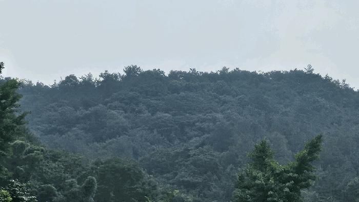 전라남도 화순군 도암면 대초리 산23 임야 경매 사진 2