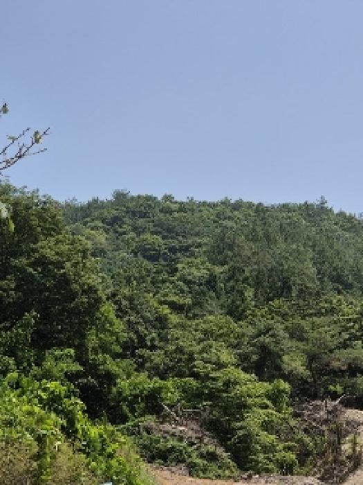 전라남도 화순군 도암면 대초리 산23 임야 경매 사진 3