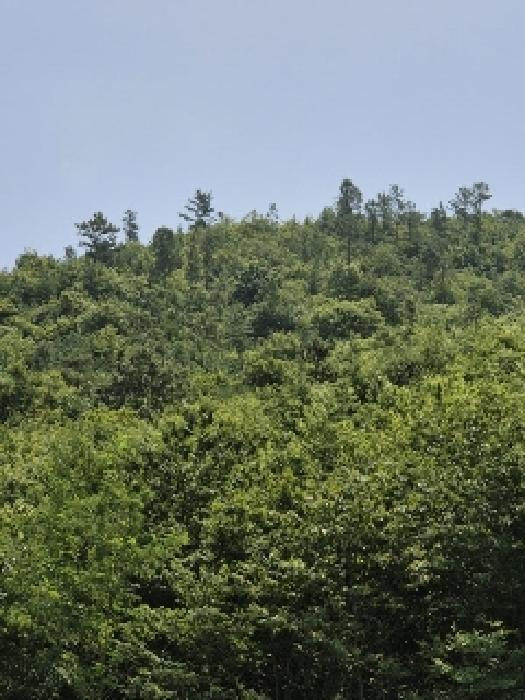 전라남도 화순군 도암면 대초리 산23 임야 경매 사진 4