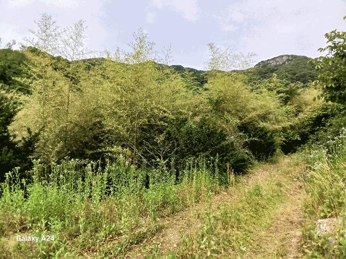 전라남도 담양군 용면 용치리 321-8 답 경매 사진 1