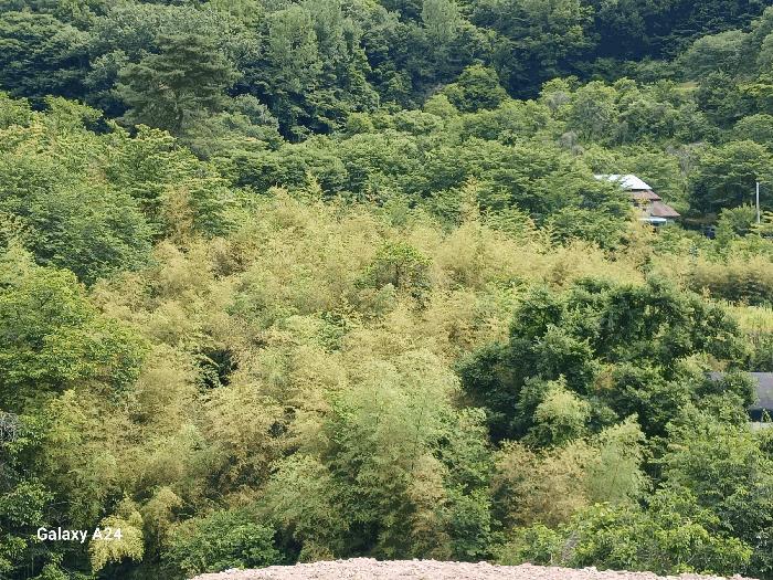 전라남도 담양군 용면 용치리 321-8 답 경매 사진 3