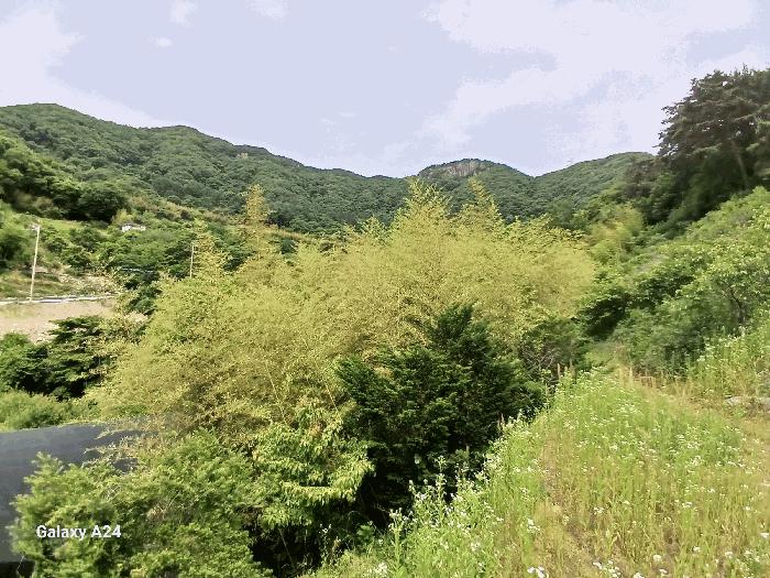 전라남도 담양군 용면 용치리 321-8 답 경매 사진 4