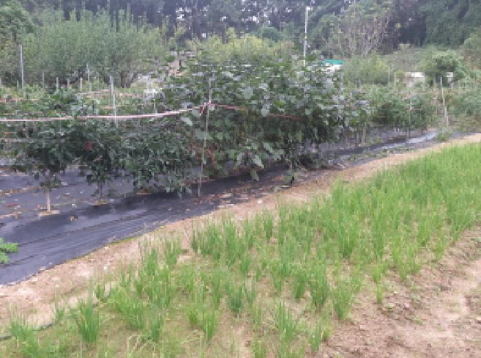 경기도 안성시 고삼면 봉산리 338-2 전 경매 사진 12