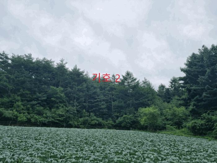 강원특별자치도 삼척시 하장면 장전리 산40 임야 경매 사진 4