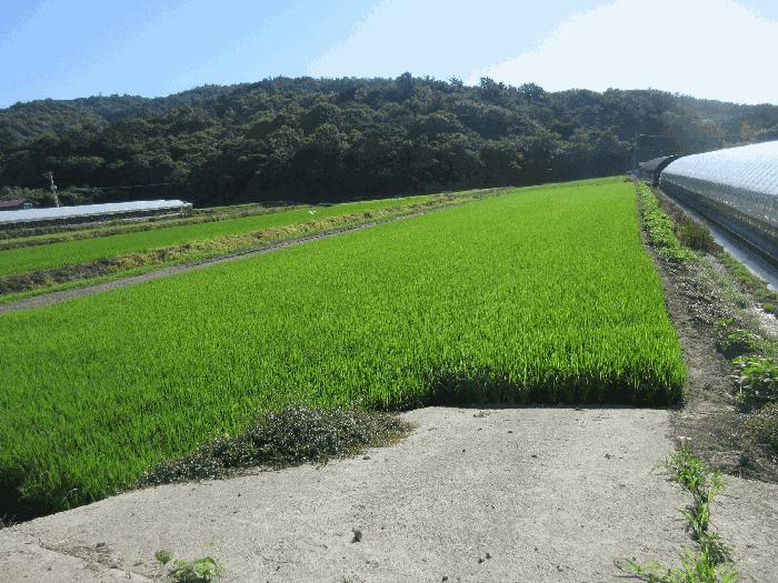 전라남도 보성군 벌교읍 칠동리 1247-7 답 경매 사진 1