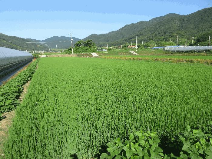 전라남도 보성군 벌교읍 칠동리 1247-7 답 경매 사진 8